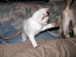 tara & emma - cat furniture 11